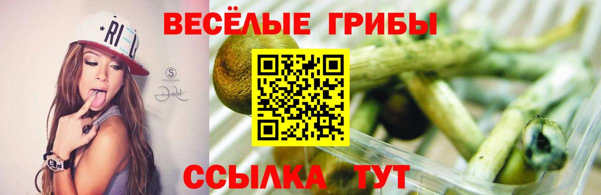 Сертолово  Псилоцибиновые грибы ЛСД  Галлюциногенные грибы Cubensis  Вход с VPN 